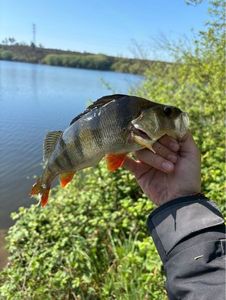 European Perch