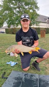 Common Carp