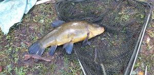 Tench