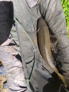 Common Carp
