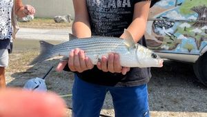 Thicklip Grey Mullet