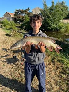 Northern Pike