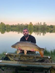 Common Carp