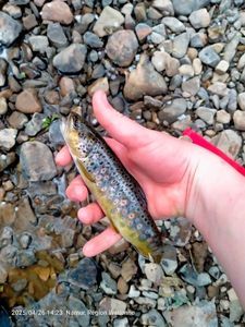 Brown Trout