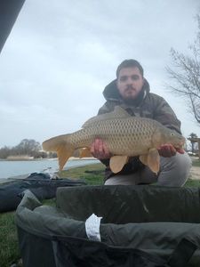 Common Carp