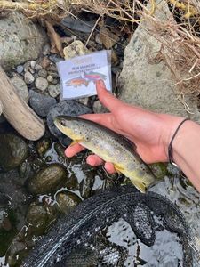 Brown Trout