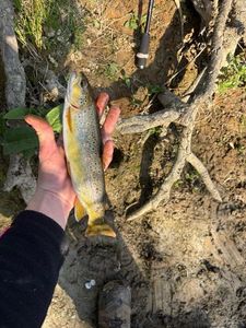 Brown Trout