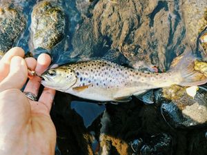 Brown Trout