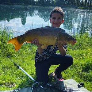 Common Carp