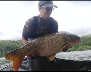 Common Carp