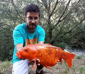 Koï Fish