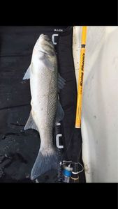 European Bass (Seabass)