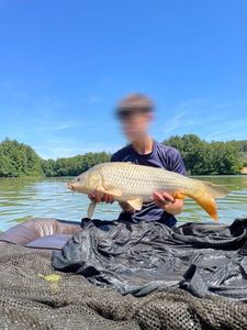 Common Carp