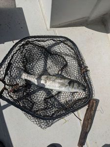 European Bass (Seabass)