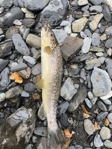 Brown Trout