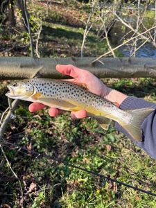 Brown Trout