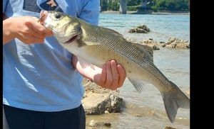 European Bass (Seabass)