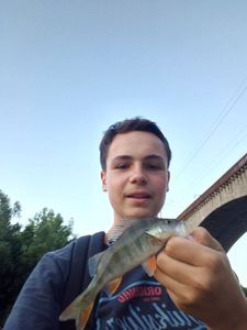 European Perch