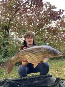 Common Carp