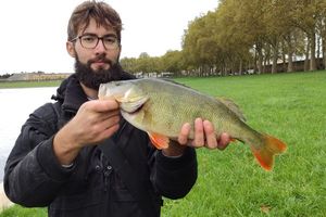 European Perch