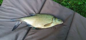 Common Bream