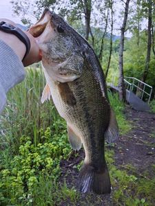 Largemouth Bass