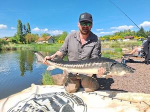 Sturgeon