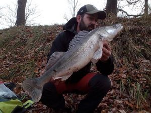 Zander
