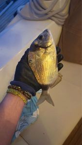 White Seabream