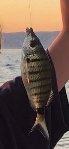Common Two-banded Seabream