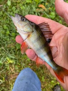 European Perch