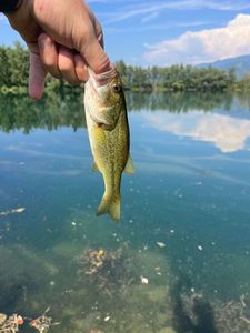 Smallmouth Bass
