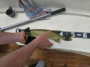 Northern Pike