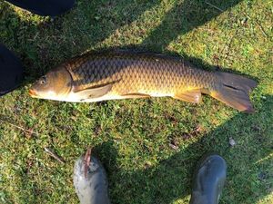 Common Carp