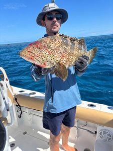 Goliath Grouper