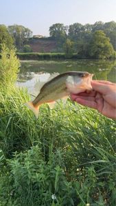 Smallmouth Bass