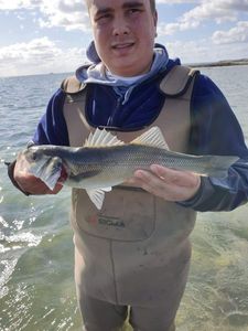 European Bass (Seabass)