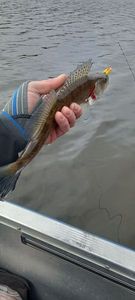 Zander
