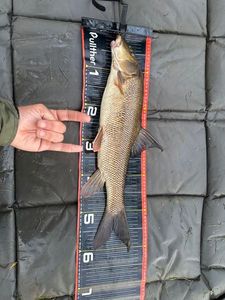 Barbel