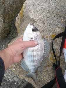 Black Seabream
