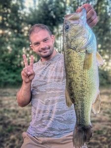 Largemouth Bass