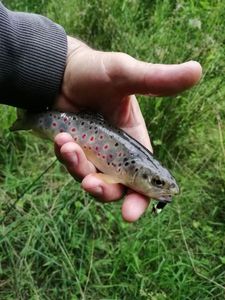 Brown Trout