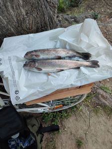 Brown Trout
