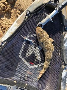 Dusky Flathead