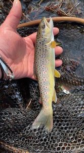 Brown Trout