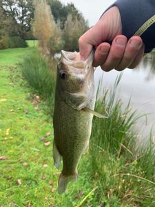 Largemouth Bass
