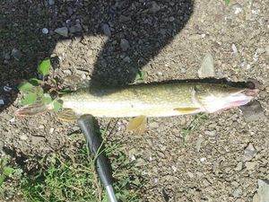 Northern Pike