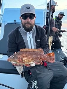 Ballan Wrasse