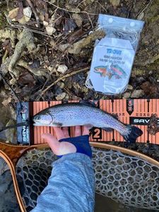 Rainbow Trout