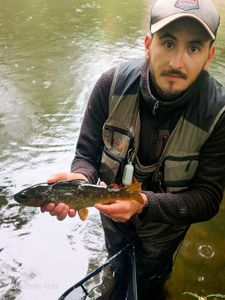 Brown Trout